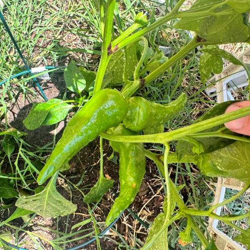 peppr 2 jun 6.jpg